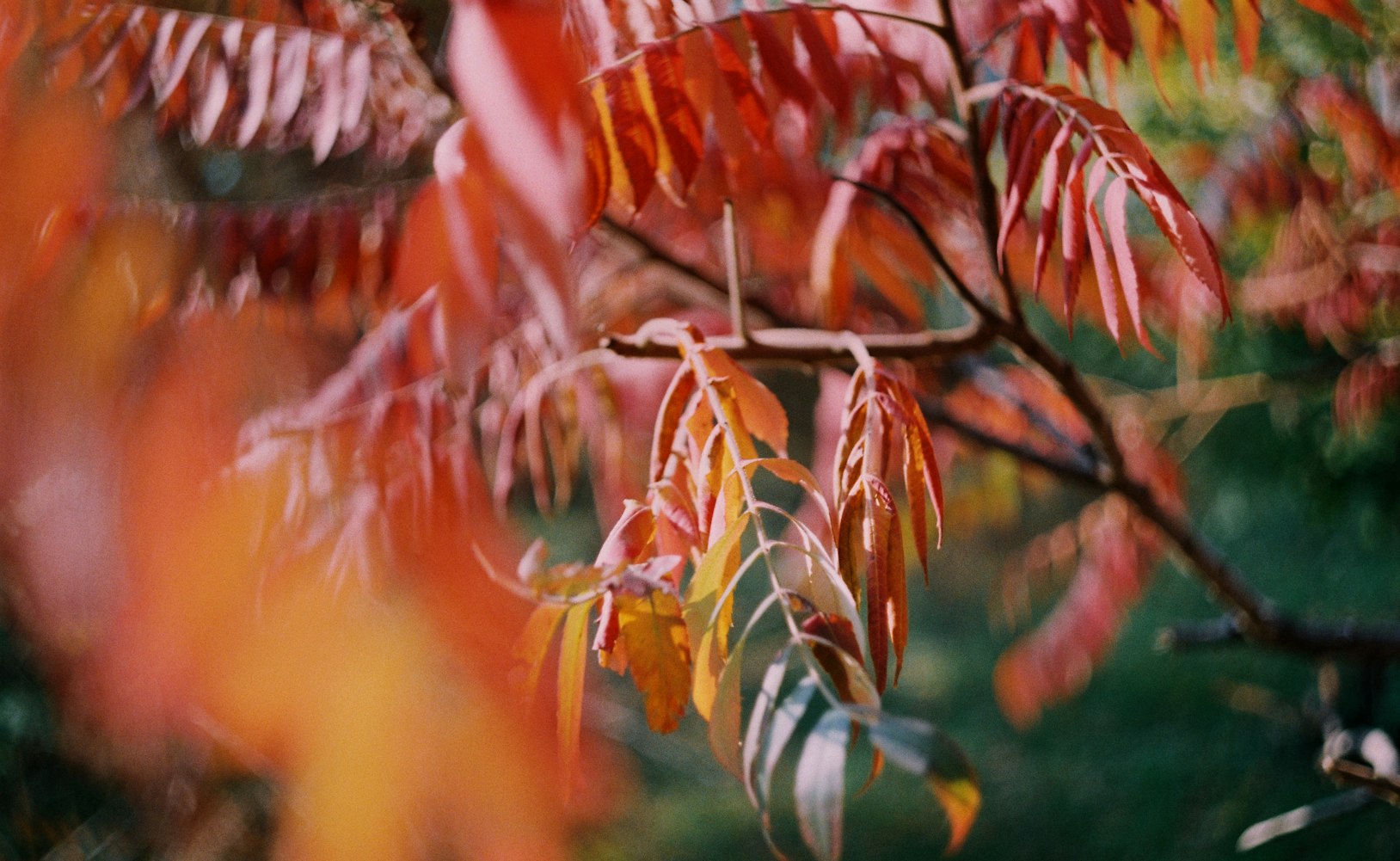 圣诞节电影,温馨与魔法交织的节日瞬间