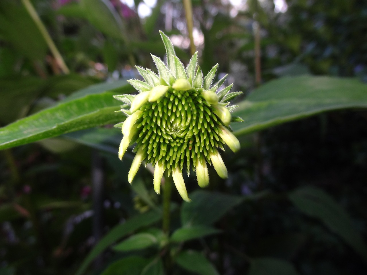 绿腰小红杏最新篇章,绽放的生命之美惊艳呈现