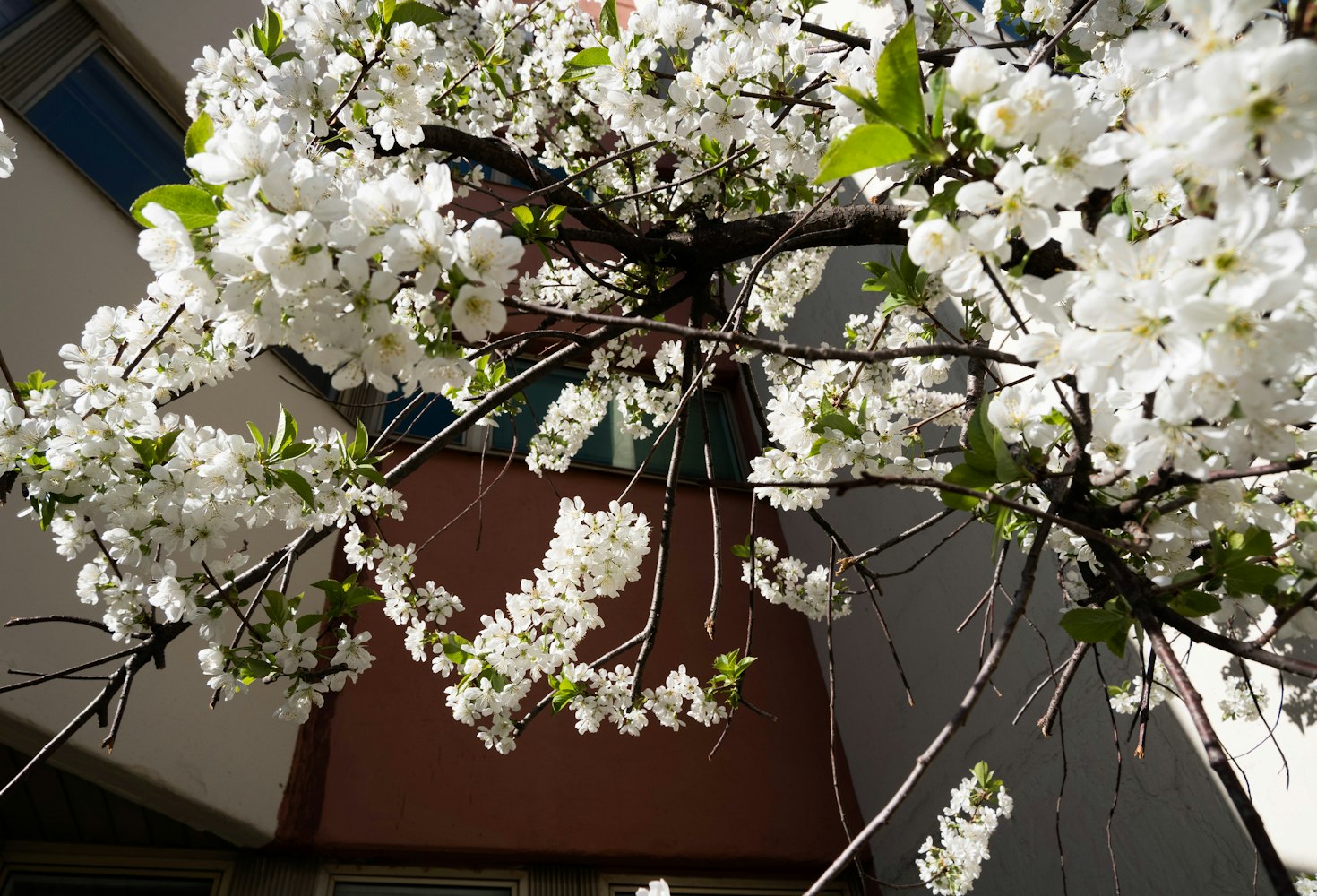 樱花动漫软件，探索二次元世界的门户