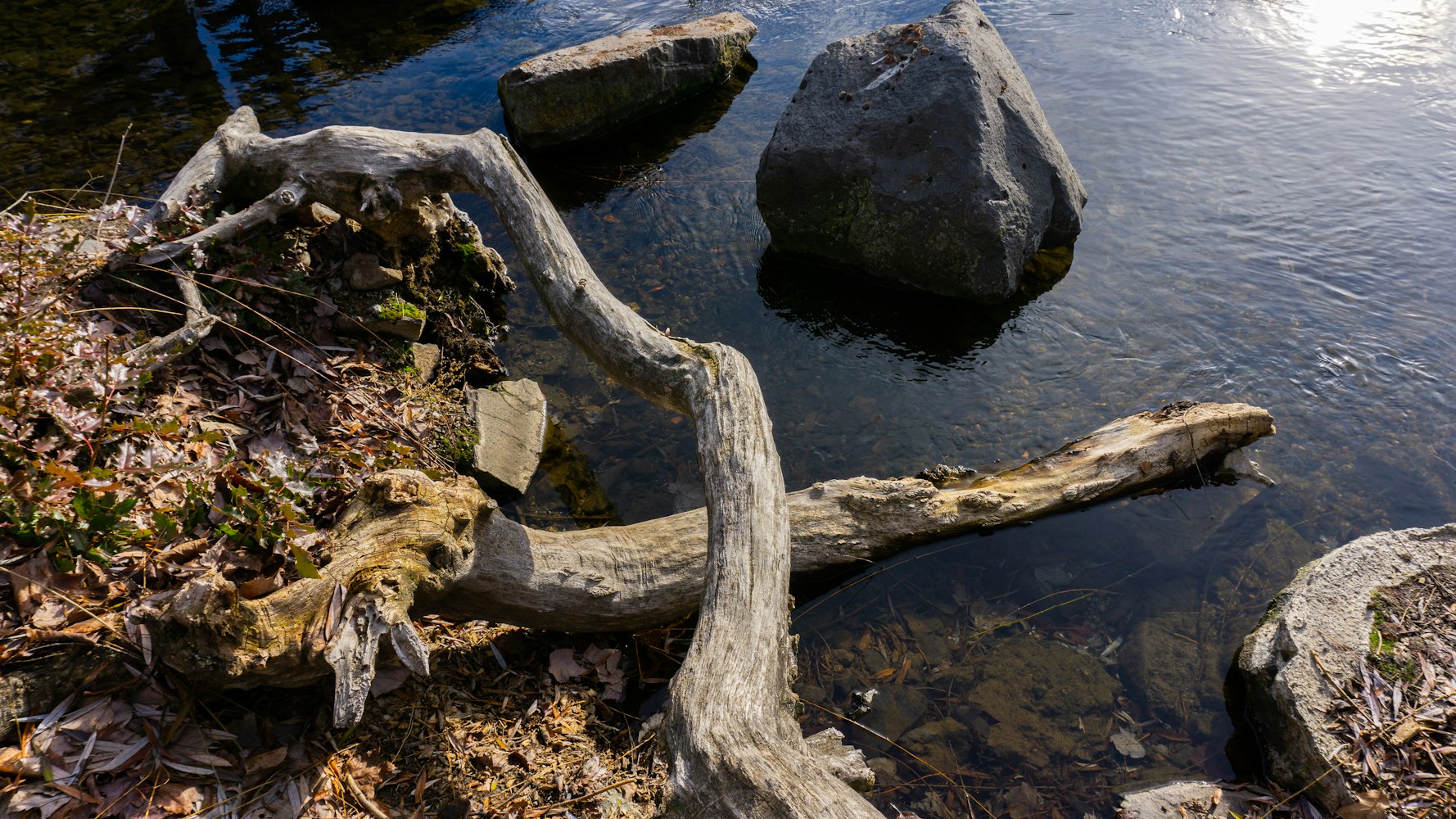 云南神秘水生物最新报道,揭开未知世界的神秘面纱探索之旅
