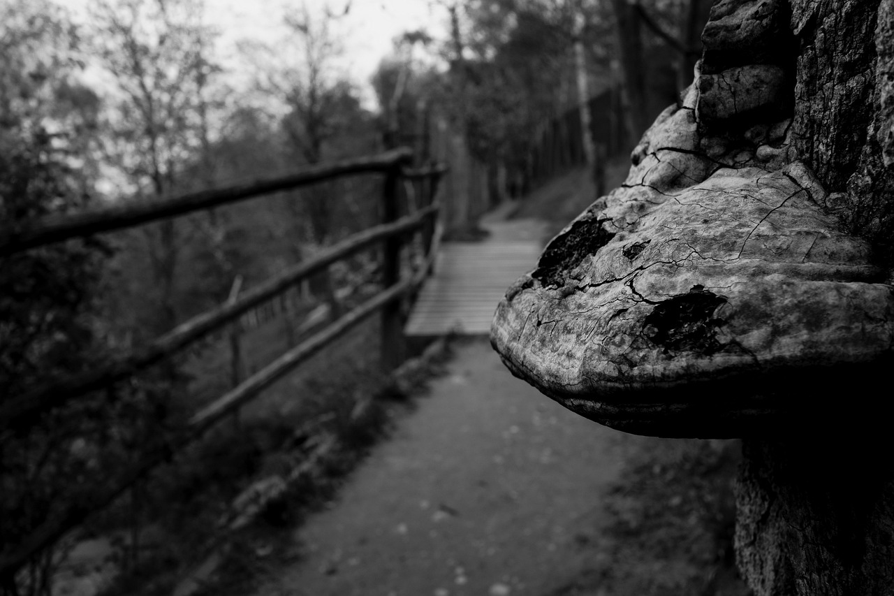 汉川北河最新动态,协同推进持续发展与环境保护