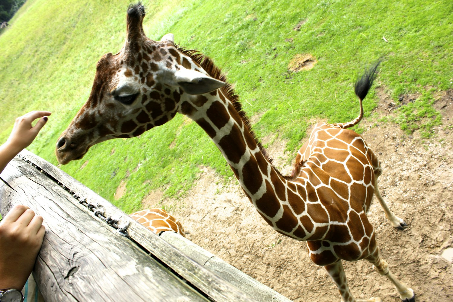 最新人猪关系研究,探索人类与猪的和谐共生之道