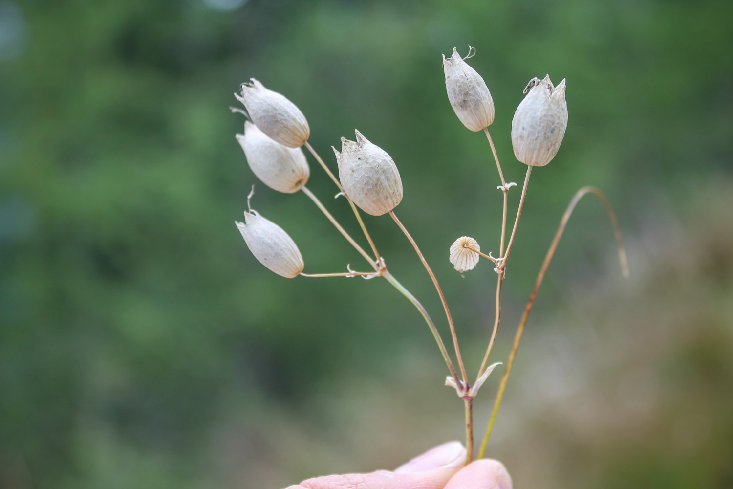 探索微观世界的新动态，虫小虫的无限可能