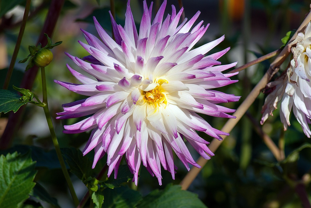 最新花卉宝典,开启花卉种植之旅的必备指南