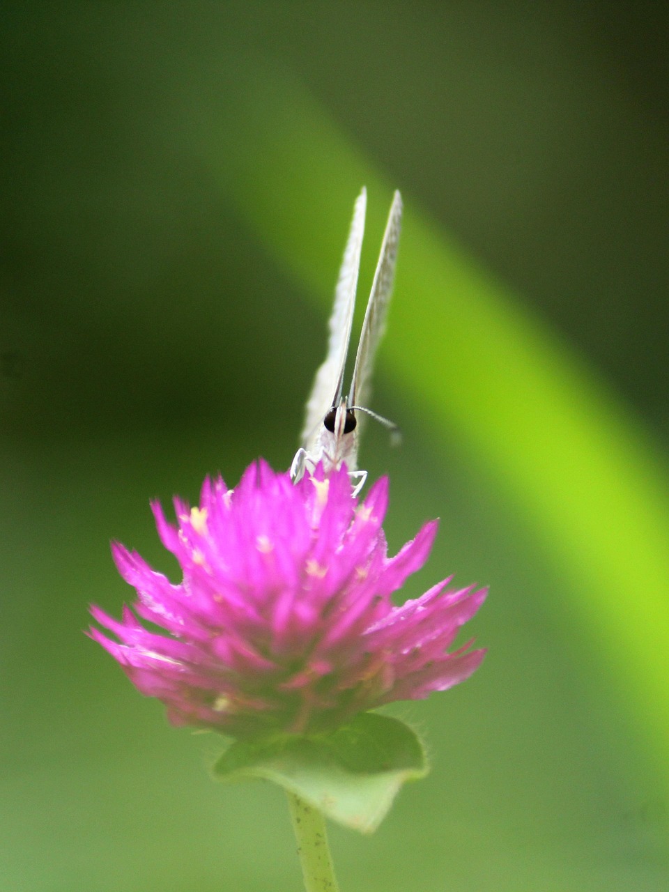动漫中的小蝴蝶，梦幻与现实的翅膀交织舞动