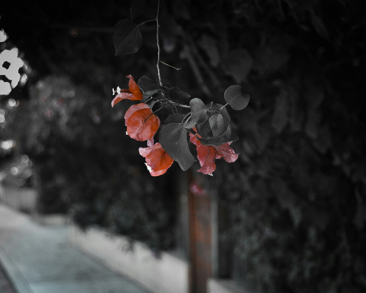 命运石之门与樱花动漫，探索二次元世界的神秘之门