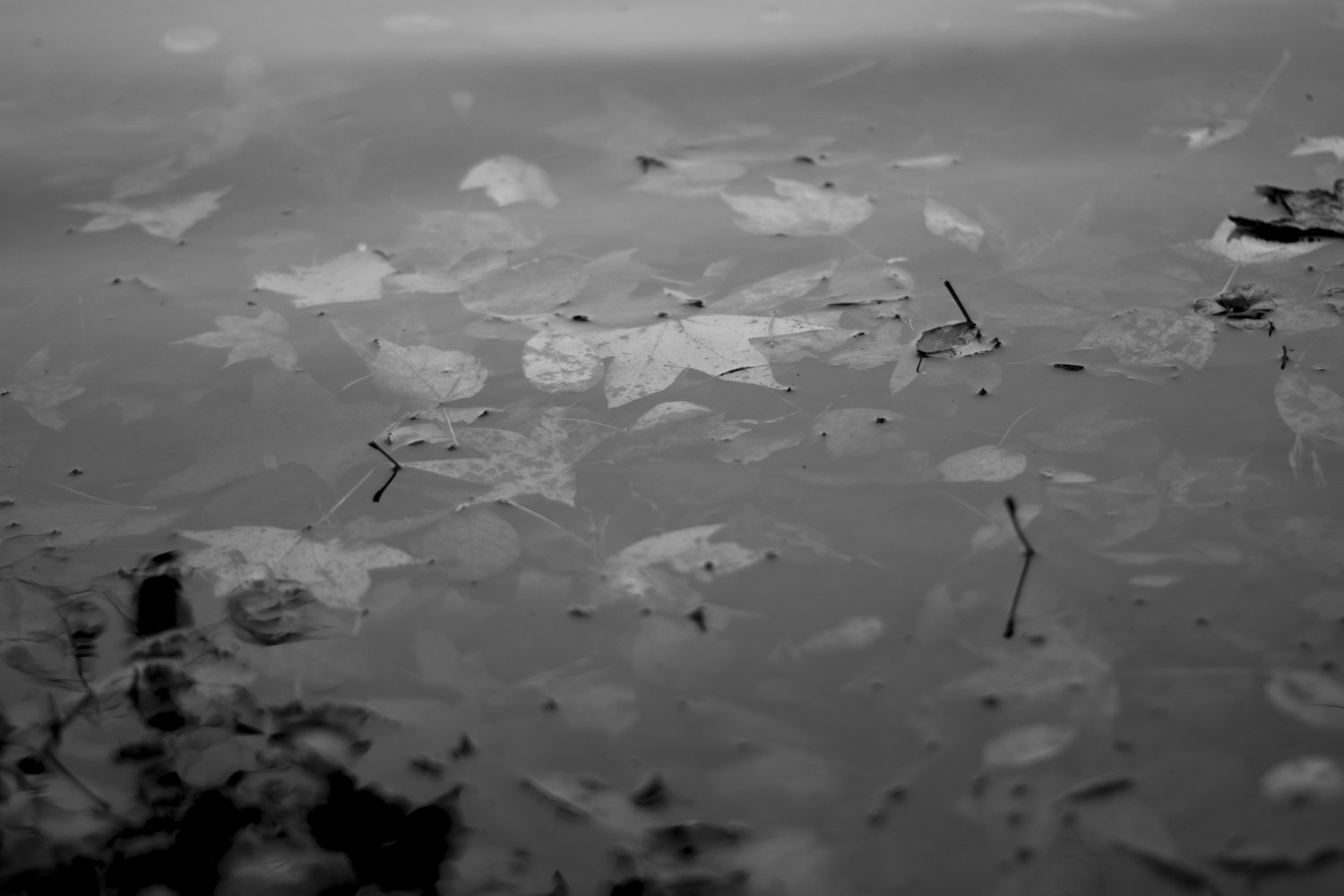 异形新篇，探索未知世界的奇异魅力之旅