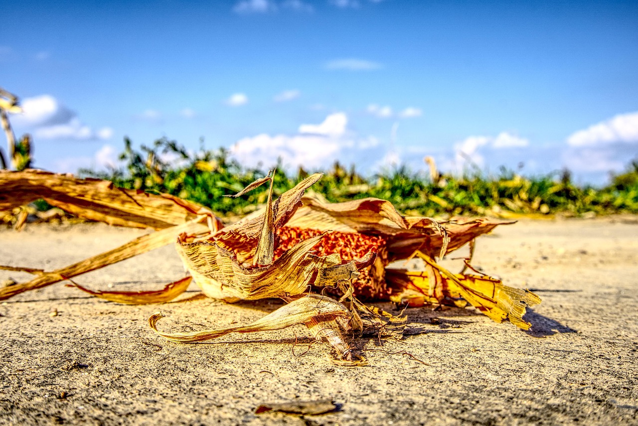 胡守勇最新动态,探索前沿,引领未来发展之路