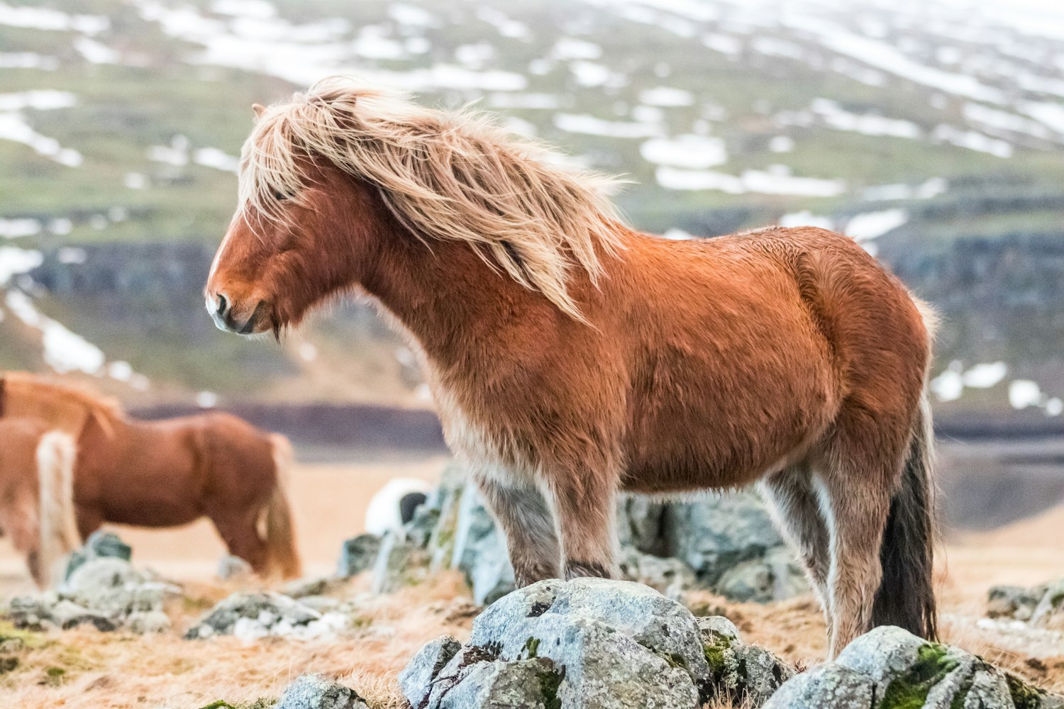 最新狮子搏斗视频，自然界王者之争的震撼瞬间