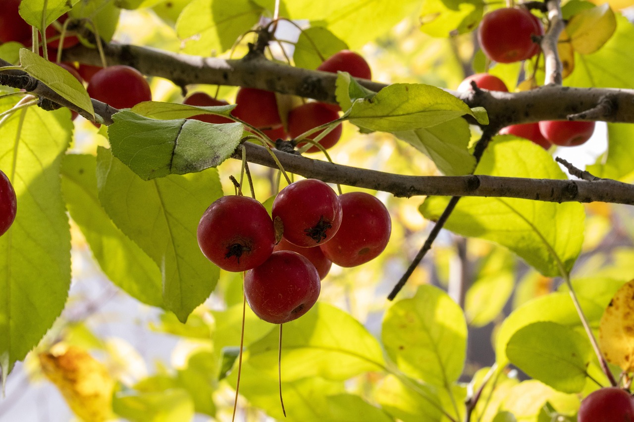 期刊最新资讯概览，掌握最新期刊资讯动态